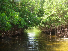 Cancun Mangroves 6-18-14